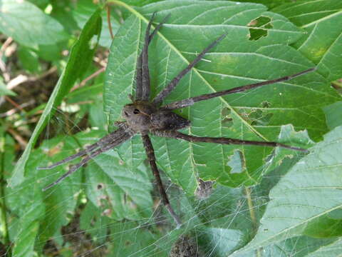 Image of Dolomedes vittatus Walckenaer 1837