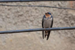 Image of Angola Swallow