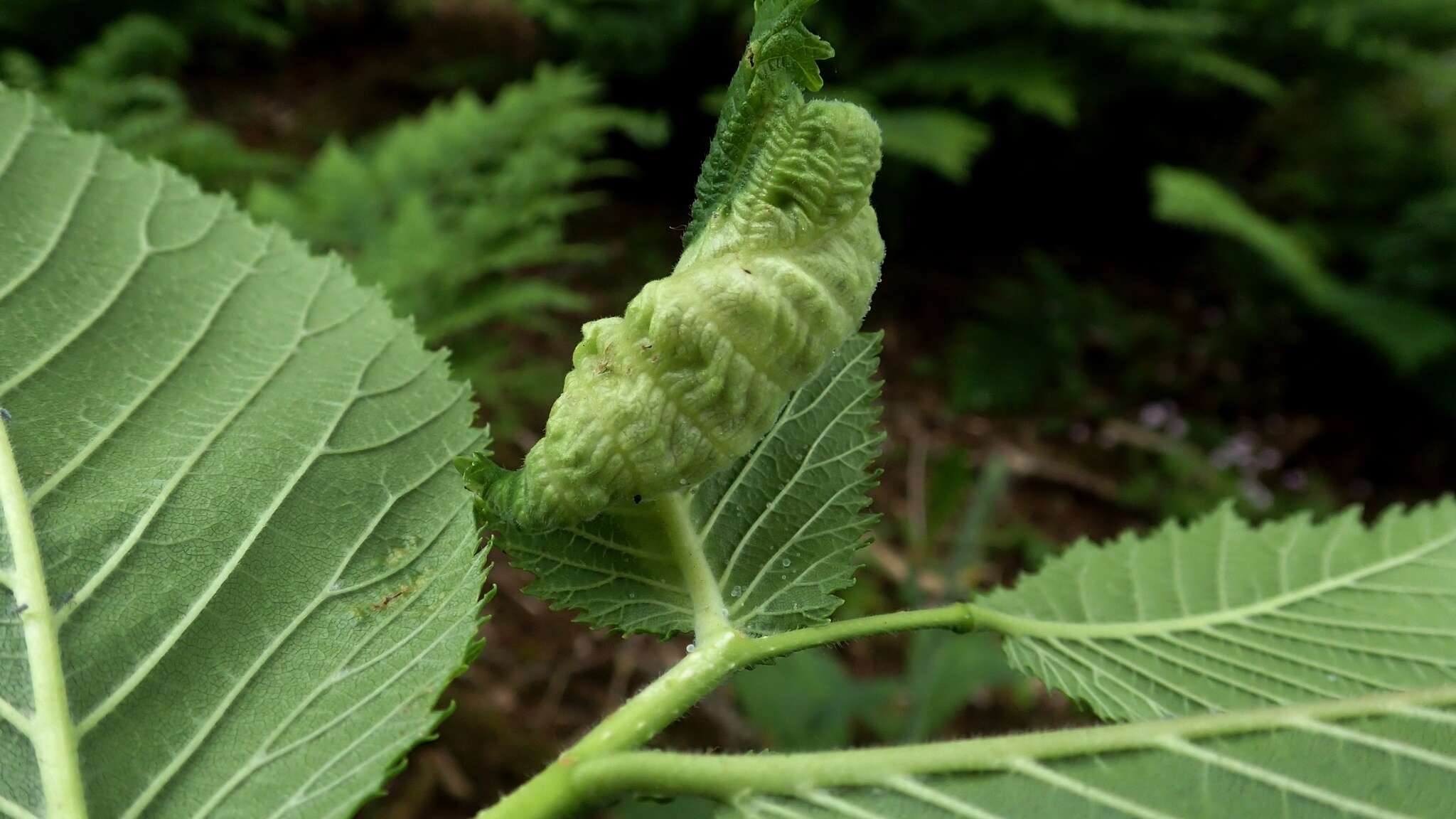 Image of Woolly aphids