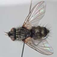 Image of Tachinid fly