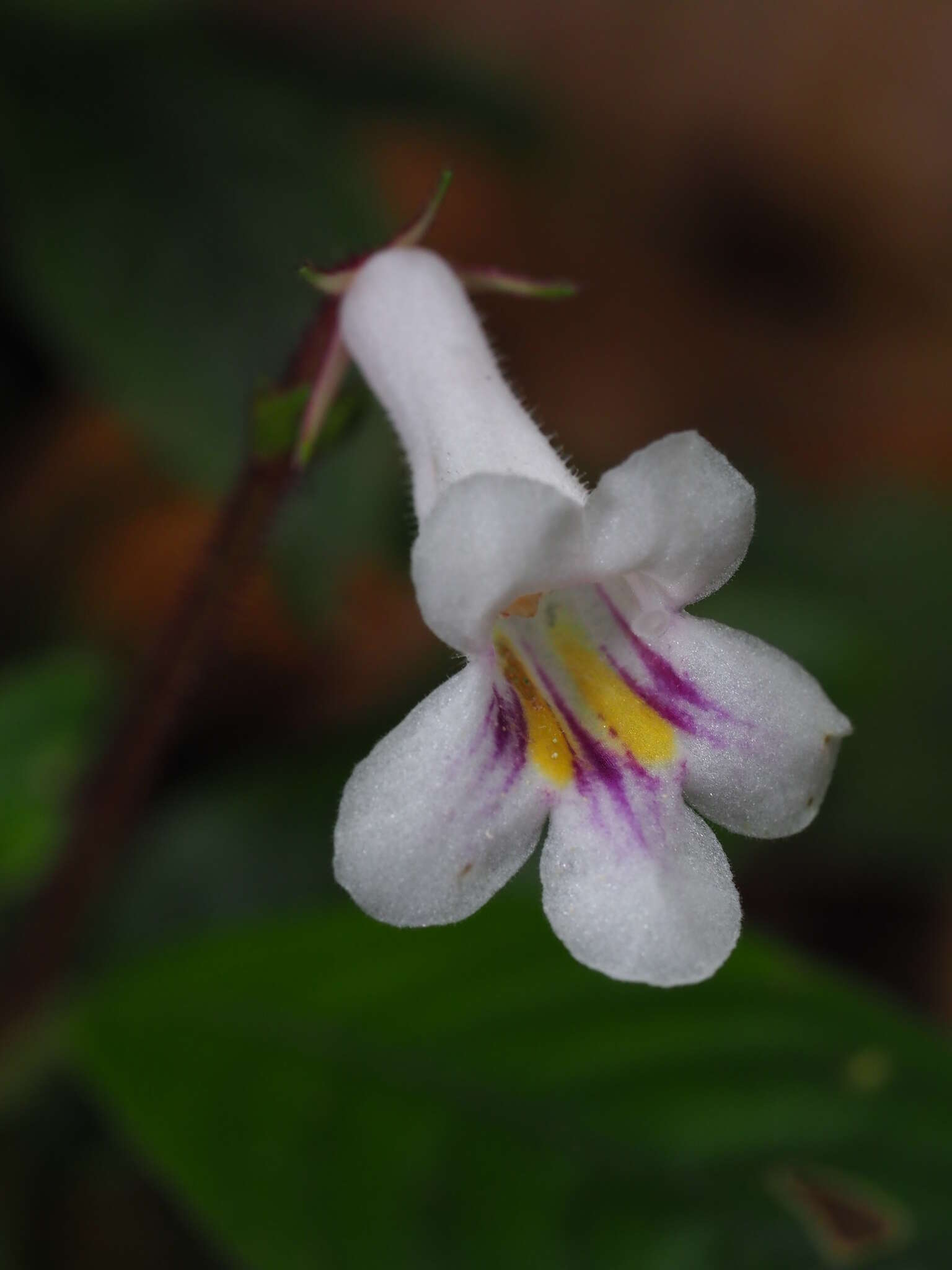 Image of Codonoboea hispida