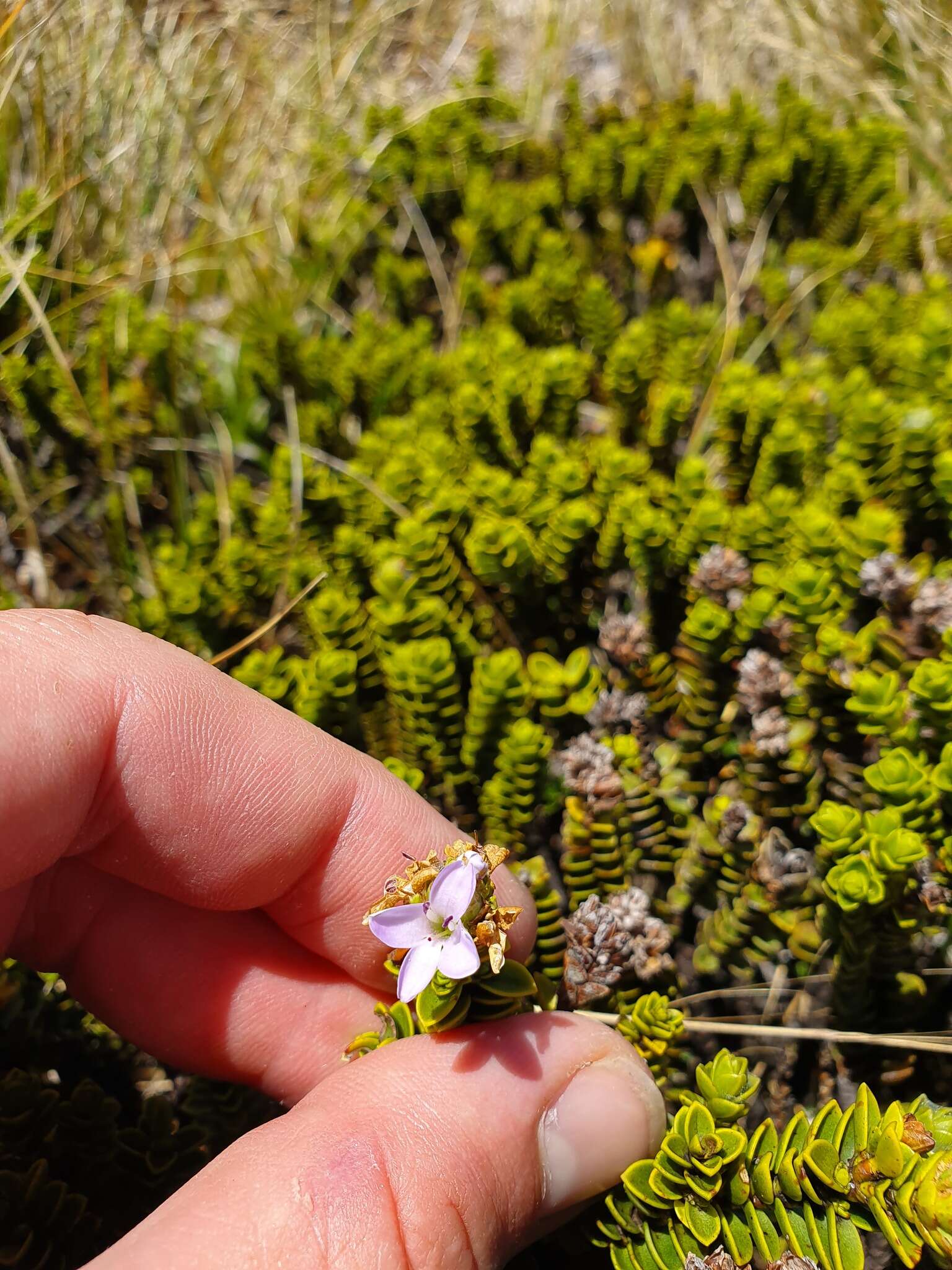 Image de Veronica masoniae (L. B. Moore) Garn.-Jones