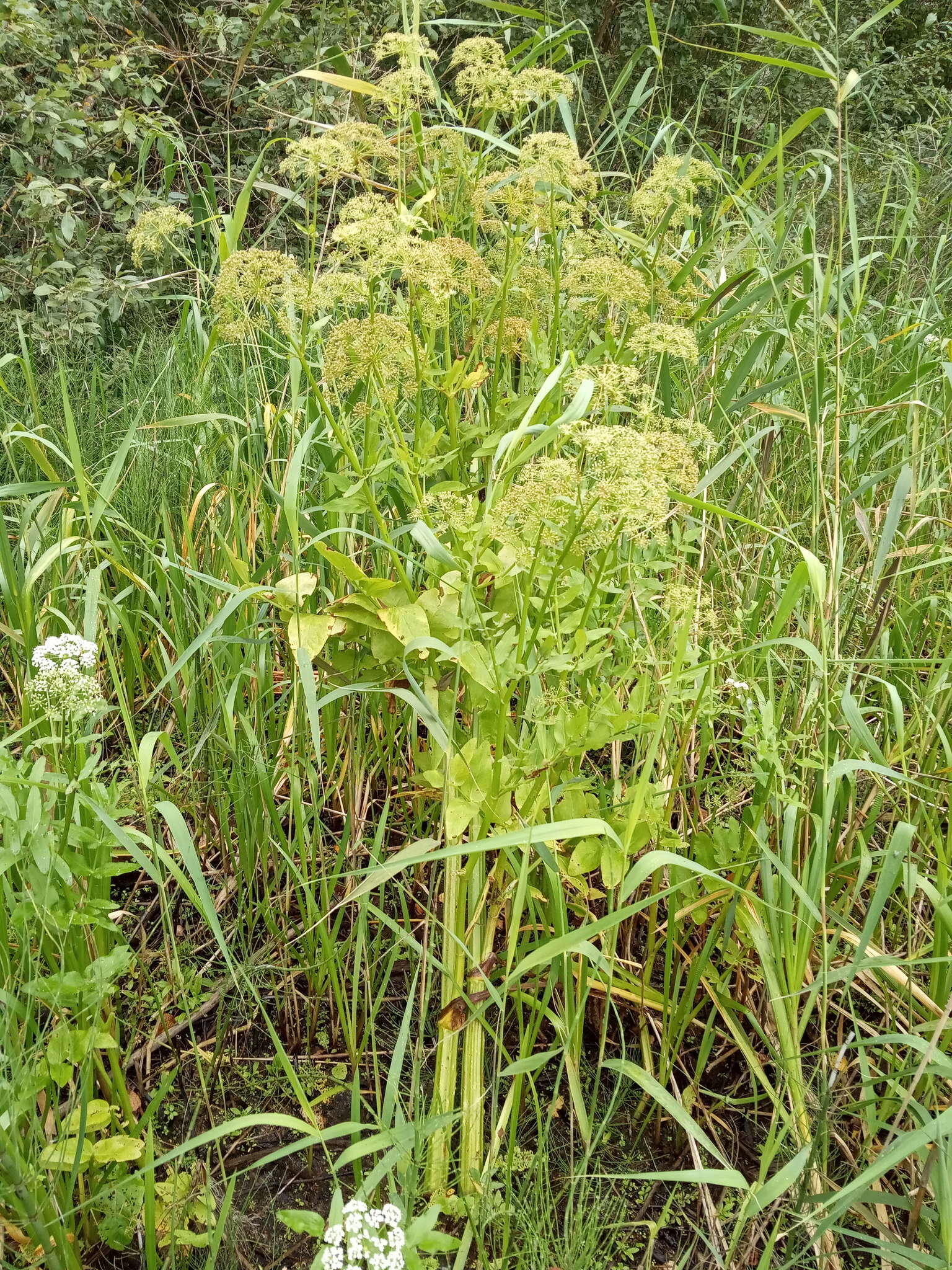 Imagem de Sium latifolium L.