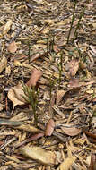 Image of gentian noddingcaps