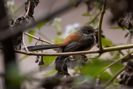 Слика од Rhipidura dryas Gould 1843