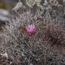 Image of Mammillaria wiesingeri subsp. wiesingeri