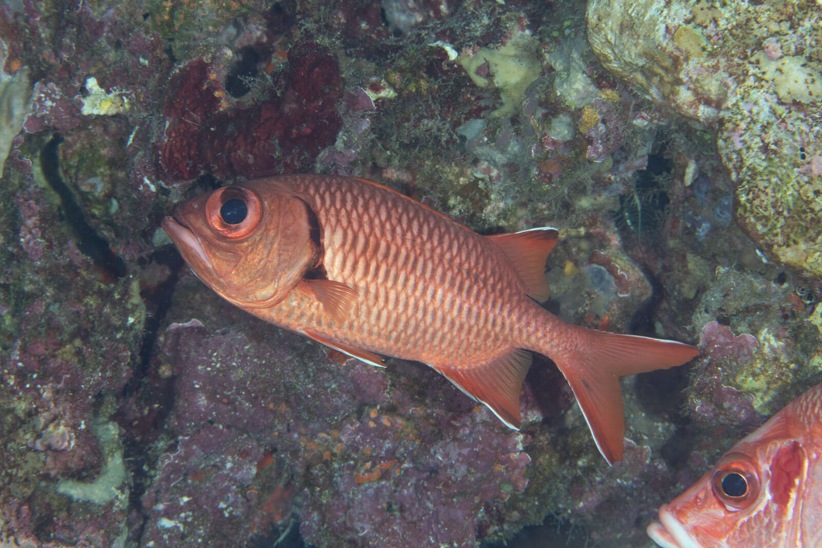 Image of Bigscale Soldierfish