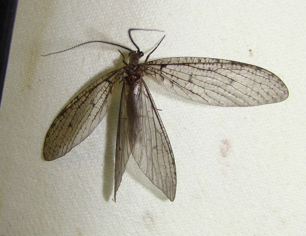 Image of Neohermes concolor (K. Davis 1903)