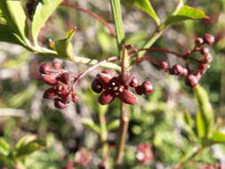 Image of Euonymus semenovii Regel & Herd.