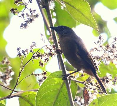 Image of Black-eared Hemispingus