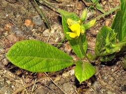 Image de Eriosema ellipticifolium Schinz