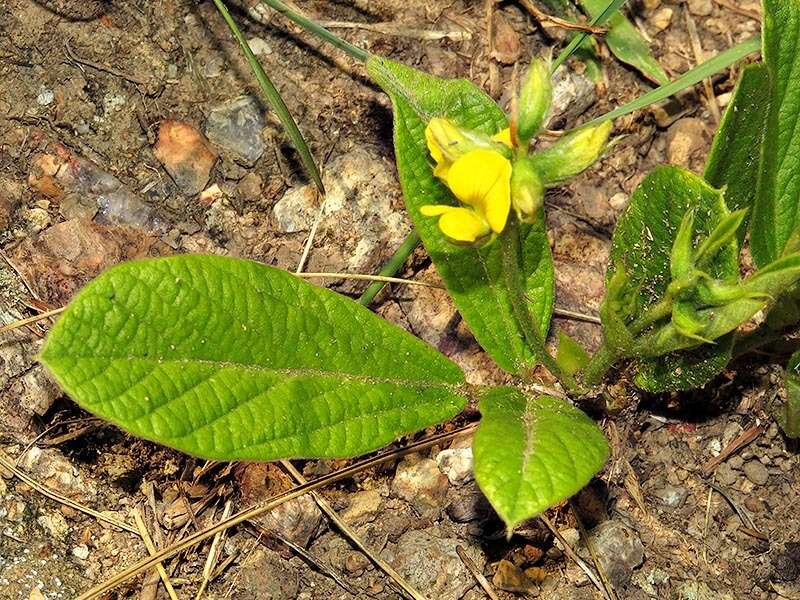 Image de Eriosema ellipticifolium Schinz