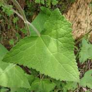 Ageratina deltoidea (Jacq.) R. King & H. Rob.的圖片