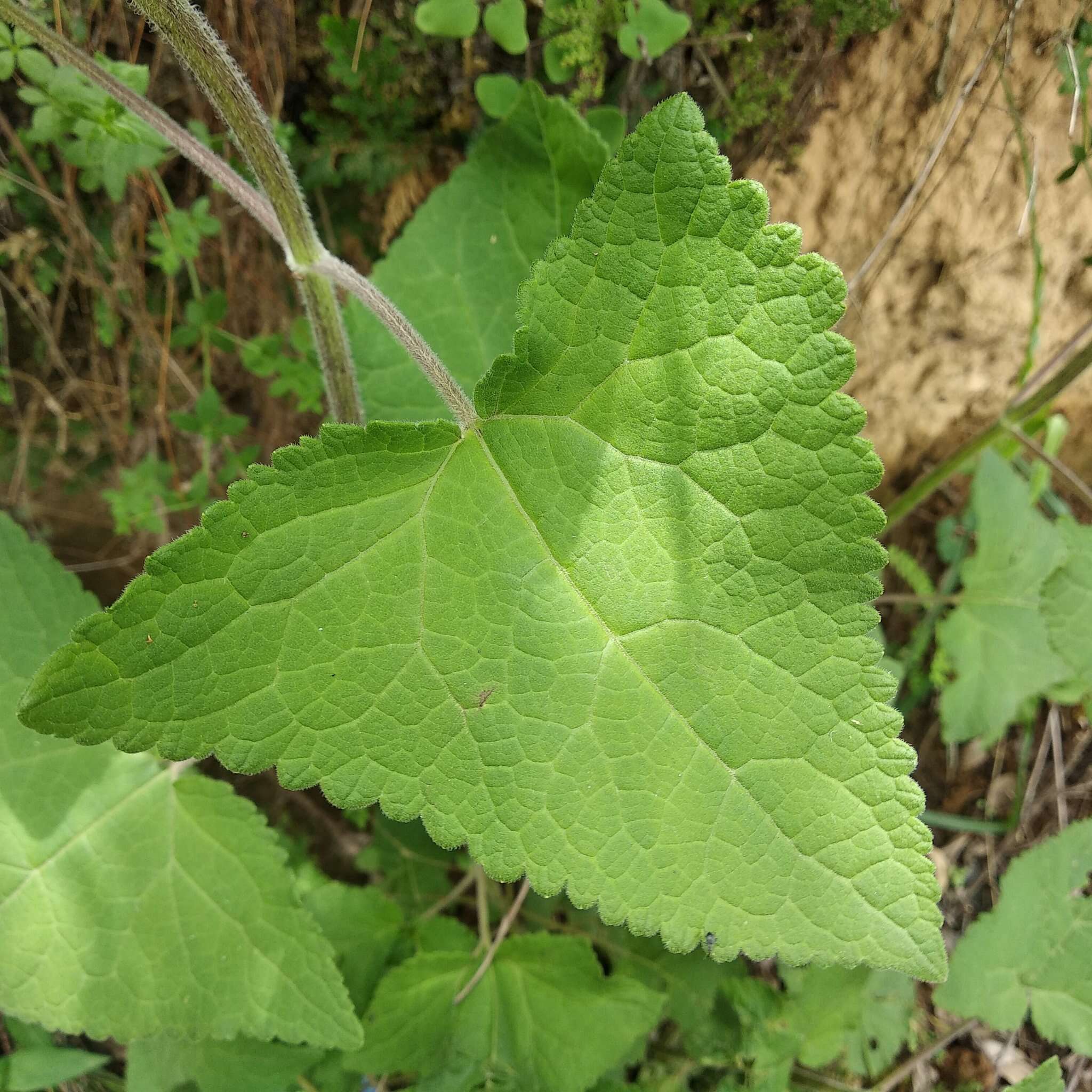 Ageratina deltoidea (Jacq.) R. King & H. Rob.的圖片