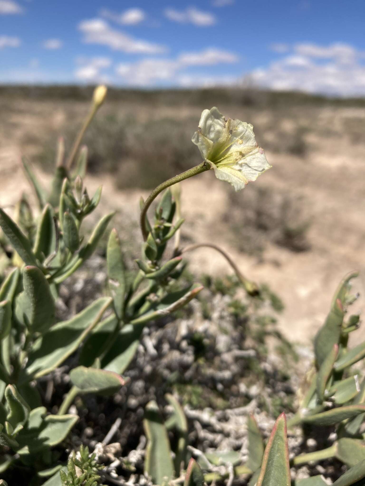 Image of lanceleaf moonpod