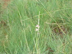 Слика од Gladiolus elliotii Baker