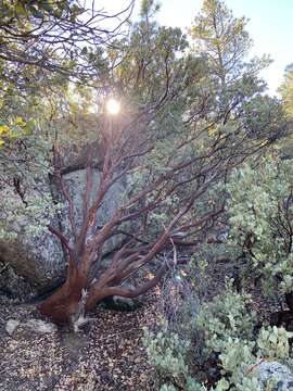 Image of Arctostaphylos peninsularis subsp. juarezensis J. E. Keeley