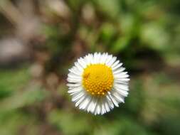 Слика од Erigeron basilobatus Blake