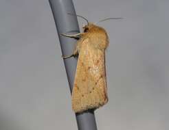 Image of V-lined Quaker Moth