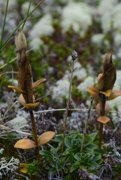 صورة Gentiana glauca Pall.