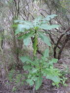 Image of Sonchus fruticosus L. fil.