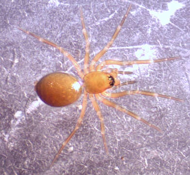 Image of Dwarf weaver