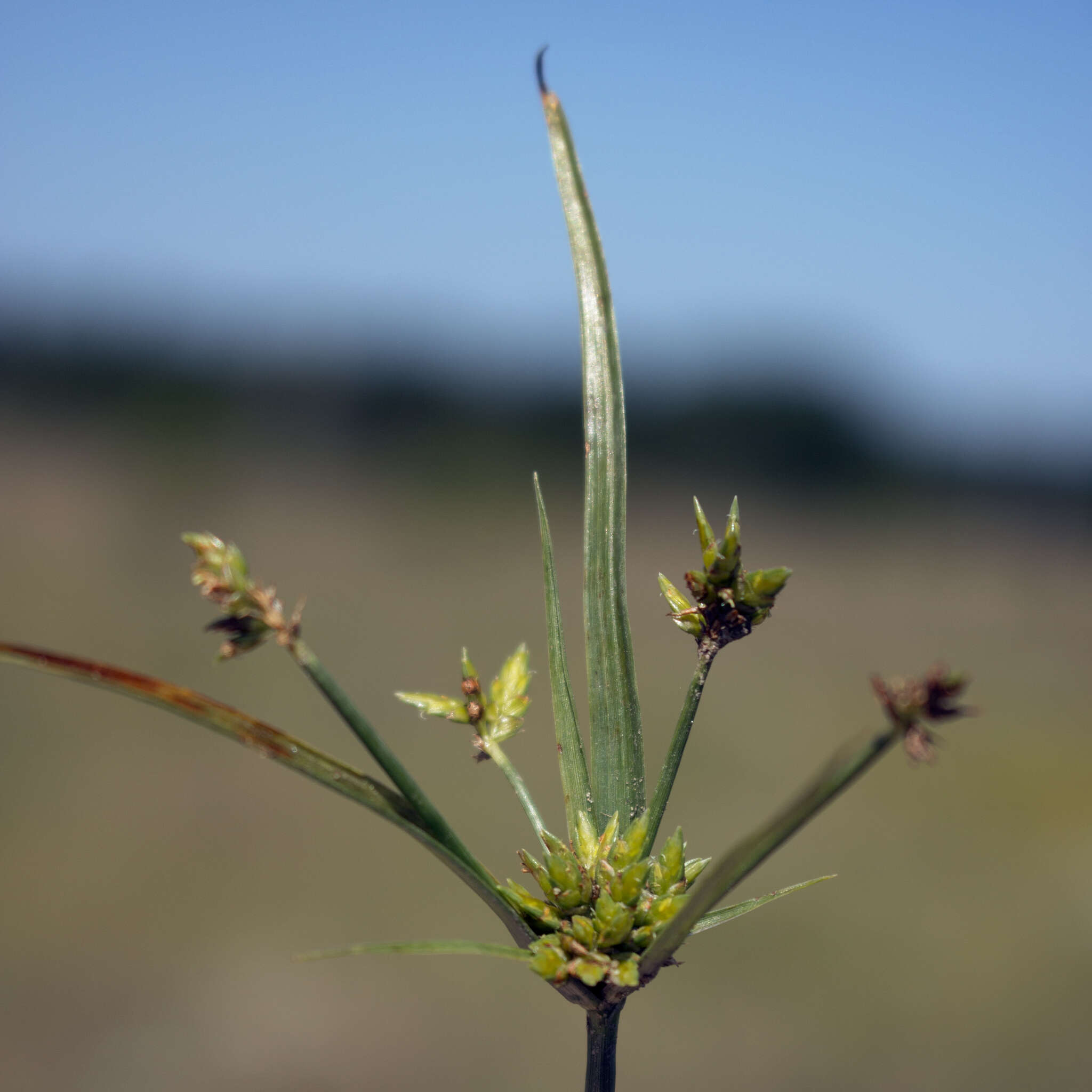 Image of Sand Flat Sedge