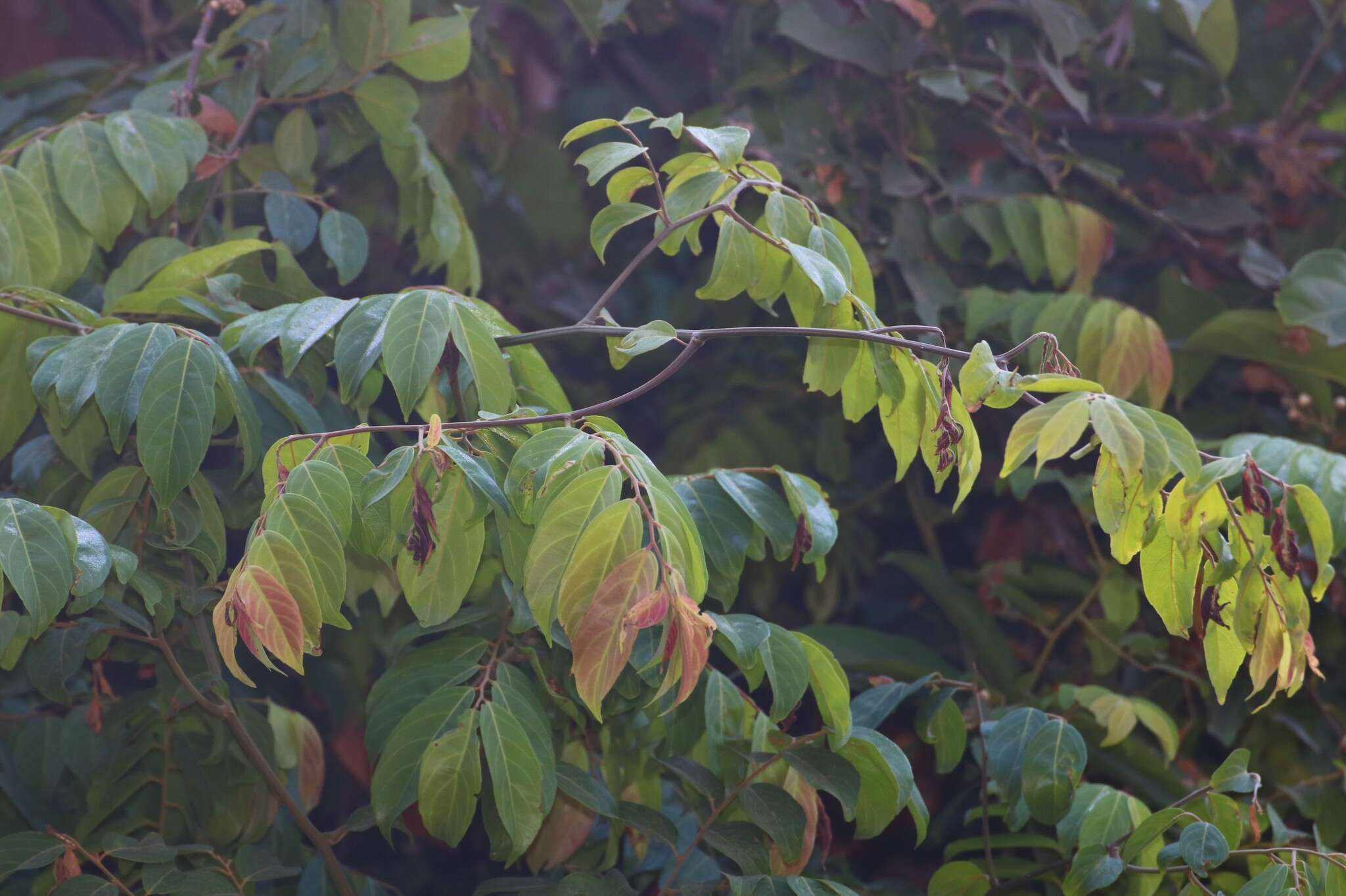 Image of Ventilago madraspatana Gaertn.