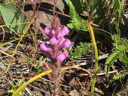 Image of rosy owl's-clover