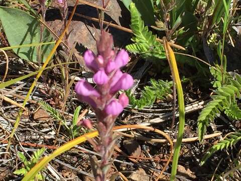 Image of rosy owl's-clover