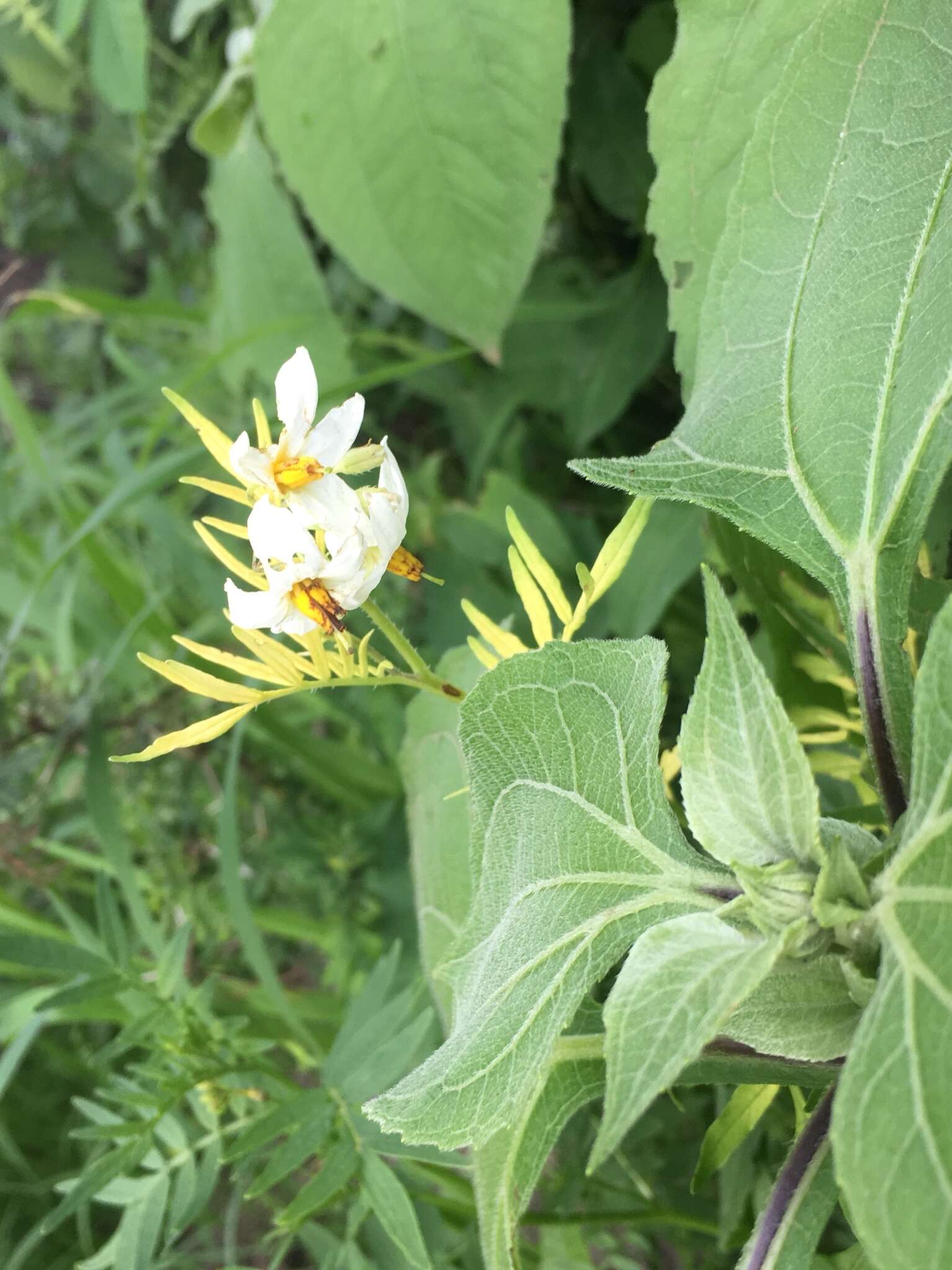 Imagem de Solanum pinnatisectum Dun.