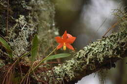 Image of Prosthechea vitellina (Lindl.) W. E. Higgins