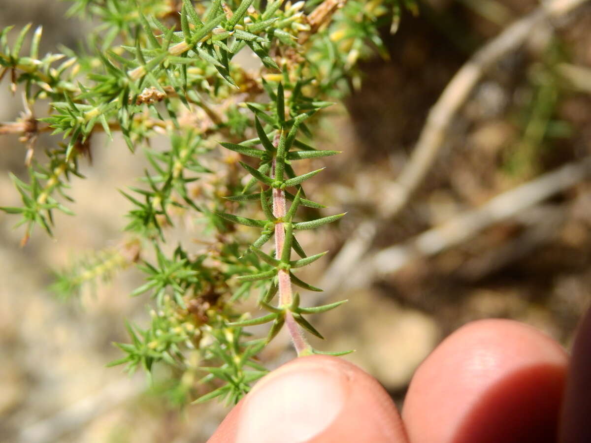 Image of Junellia juniperina (Lag.) Moldenke