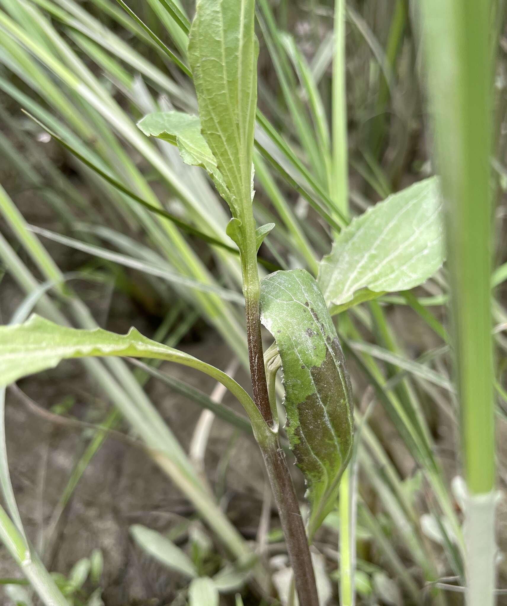 Image of Erythranthe scouleri (Hook.) G. L. Nesom