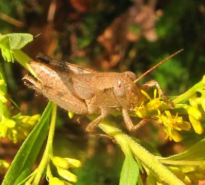 Слика од Melanoplus scudderi (Uhler 1864)