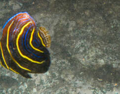 Image of Cortez Angelfish