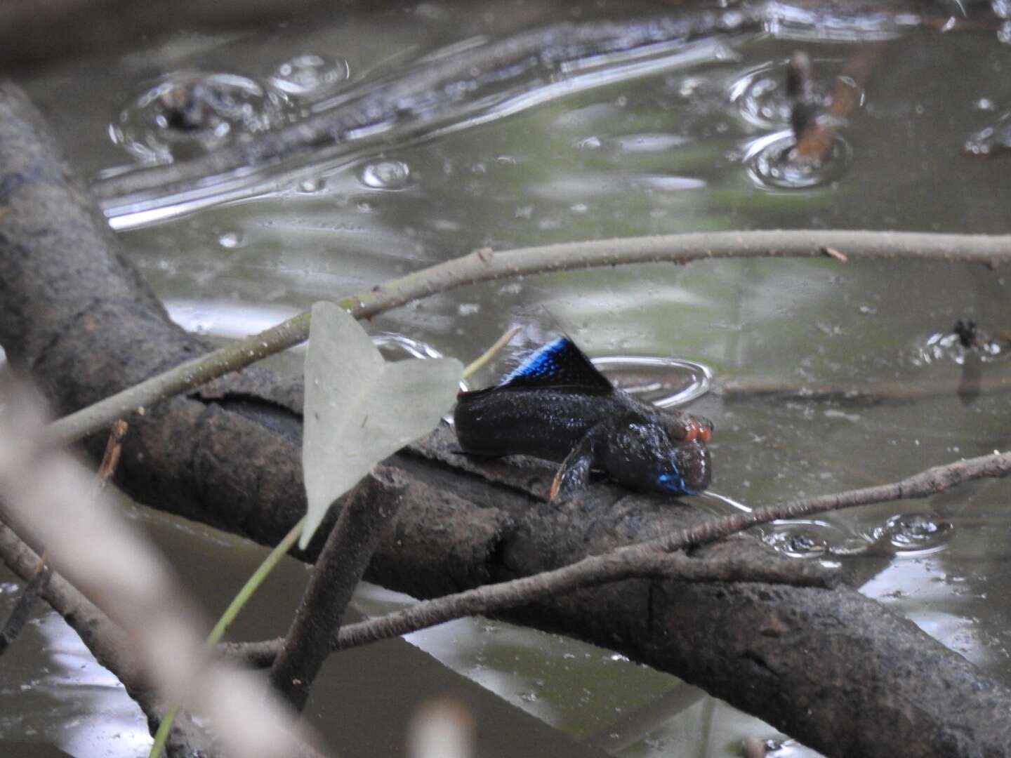 Image of Weber&#39;s mudskipper