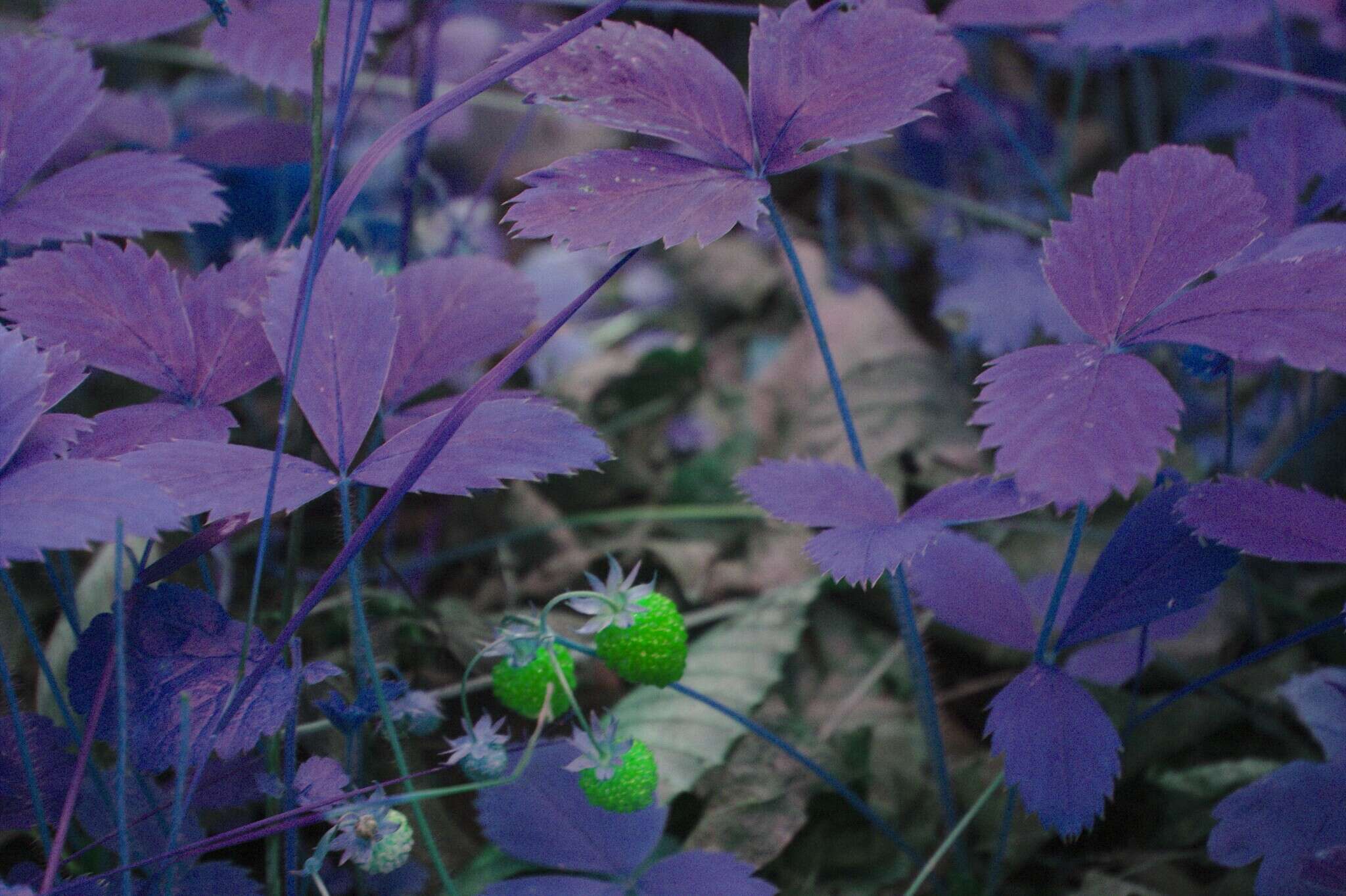 Image of Virginia strawberry