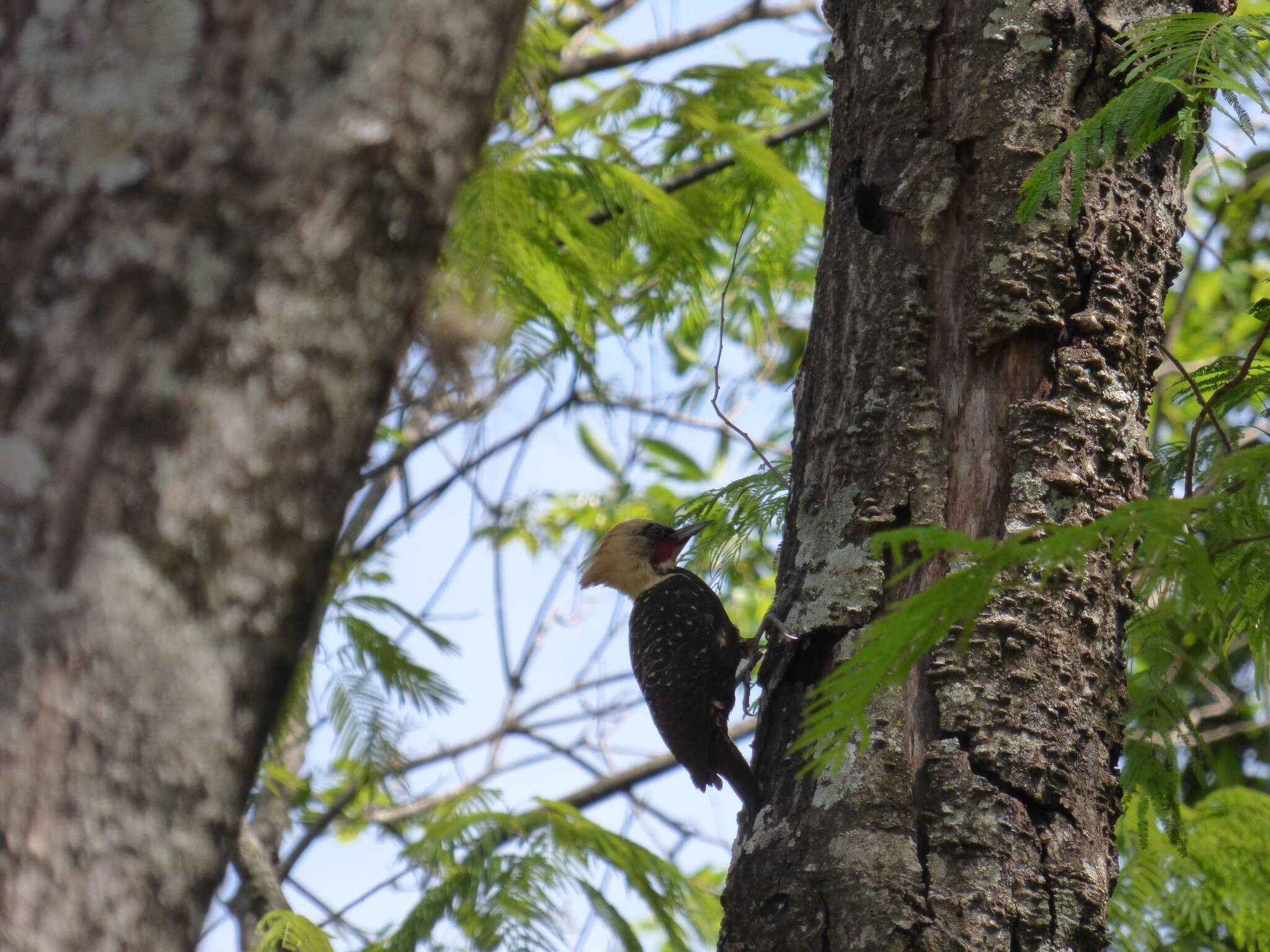 Image of Pale-crested Woodpecker