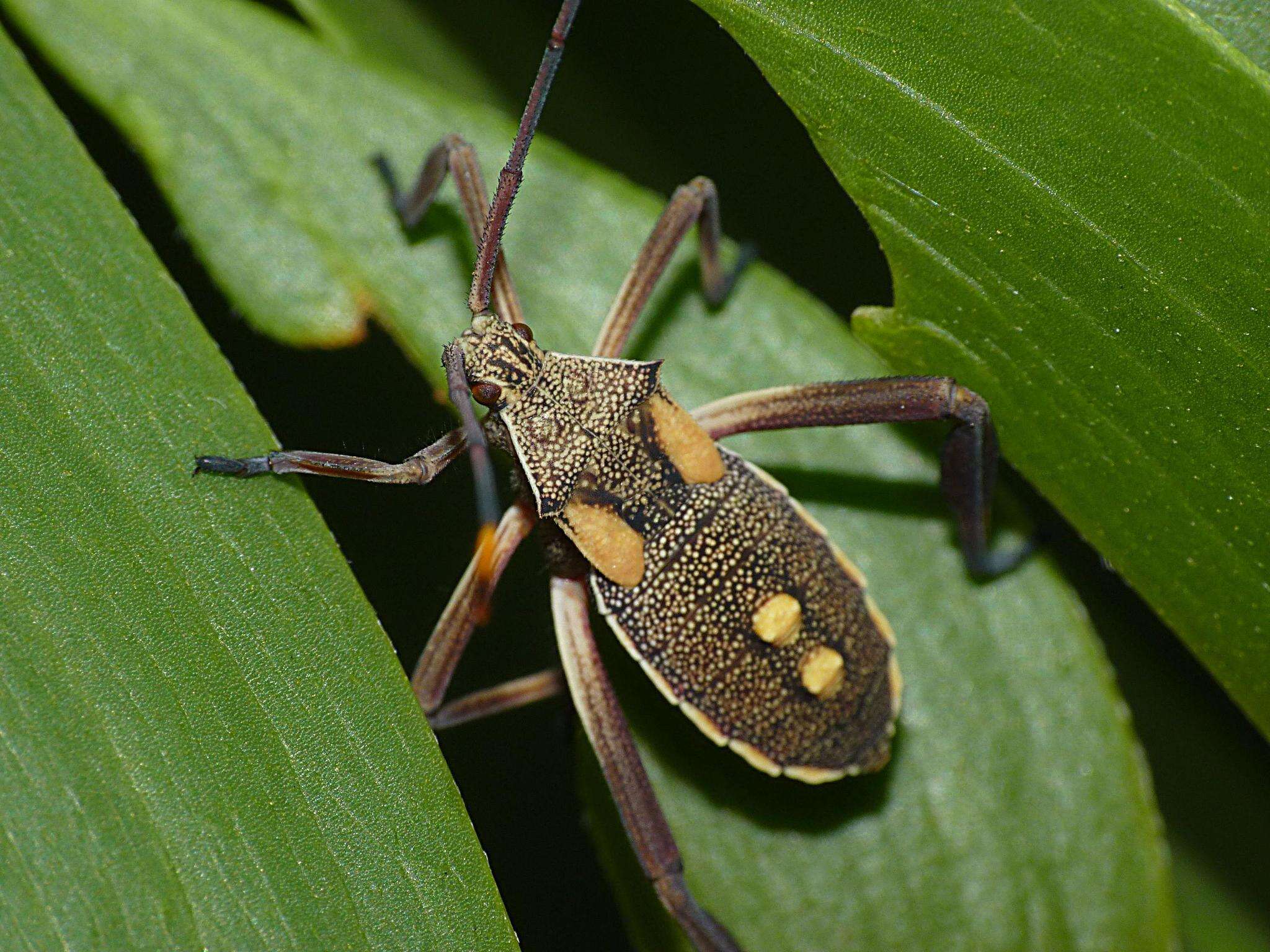 Image of Crusader bug