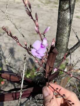 Imagem de Ionopsis utricularioides (Sw.) Lindl.