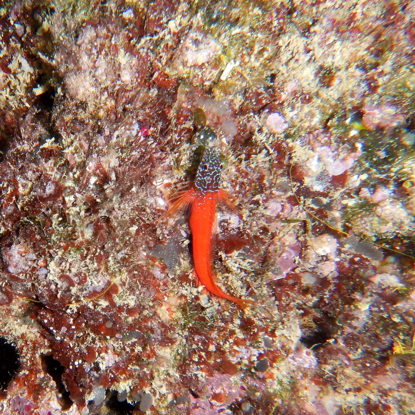 Image of Black-headed Blenny