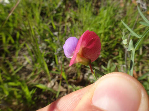 Imagem de Lathyrus clymenum L.