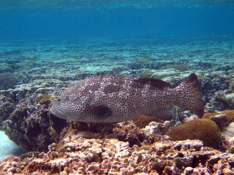 Image of Malabar Grouper