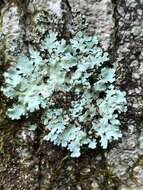 Image of myelochroa lichen