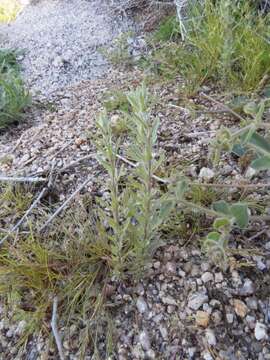 Image of California cottonrose