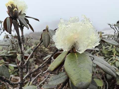 Image of Rhododendron anthopogon D. Don