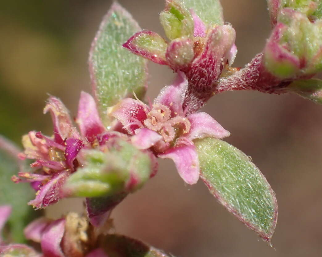 Image of Aizoon sarcophyllum (Fenzl ex Harv. & Sond.) Klak