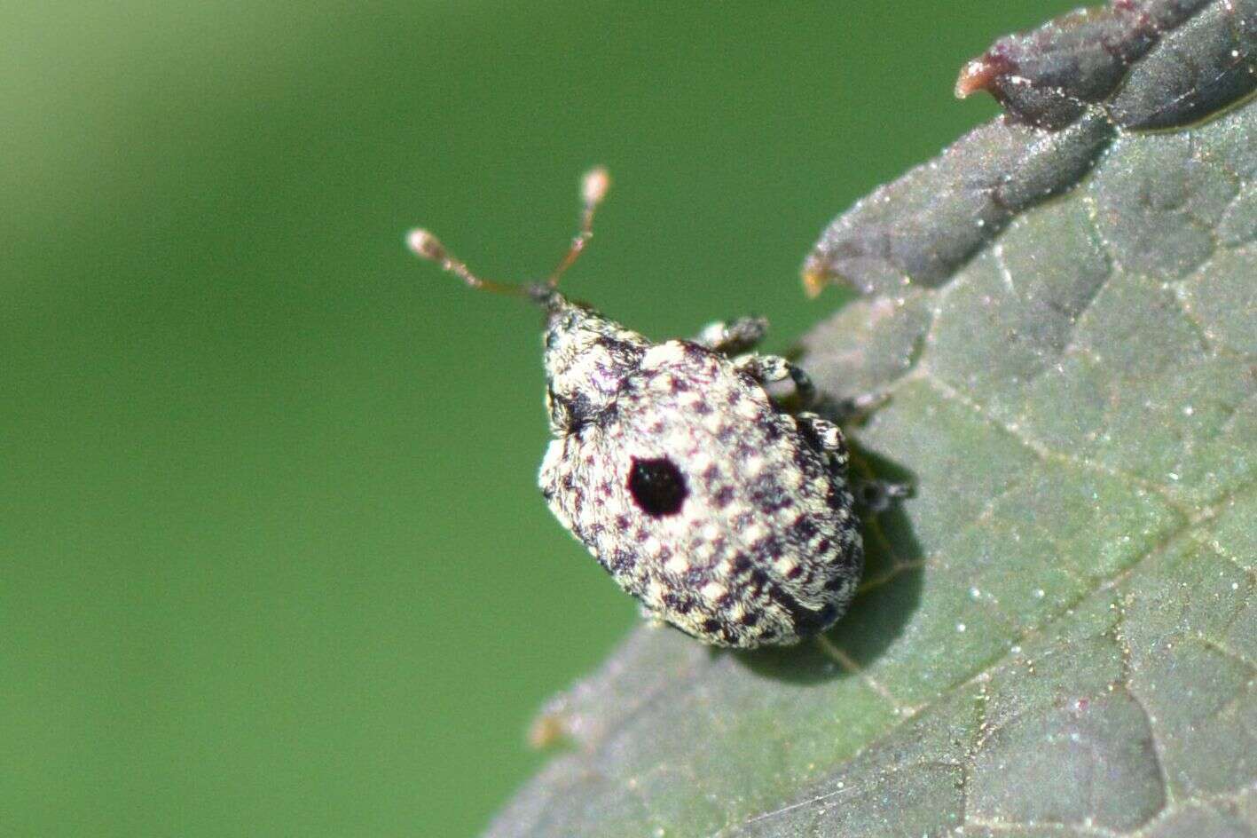 Image of garden figwort weevil