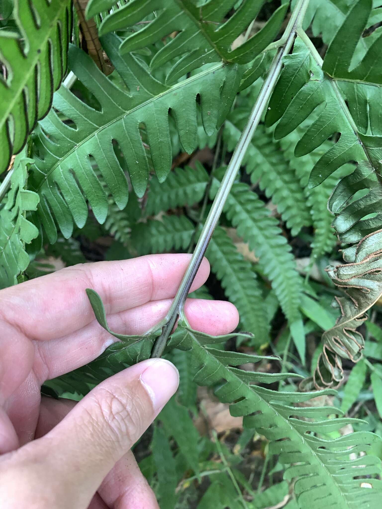 Imagem de Pteris arisanensis Tag.